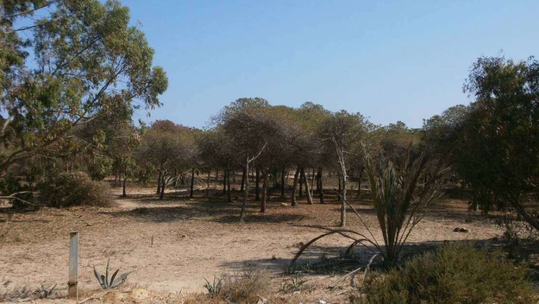 Venta - Apartment - Guardamar del Segura - Guardamar del Segura Centro