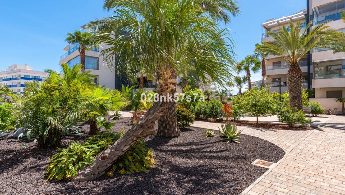 Venta - Apartment - Orihuela - Los Dolses