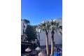 Venta - Apartment - Orihuela - Orihuela Costa