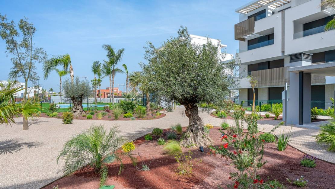 Venta - Apartment - Torre-Pacheco - Torre-Pacheco Centro