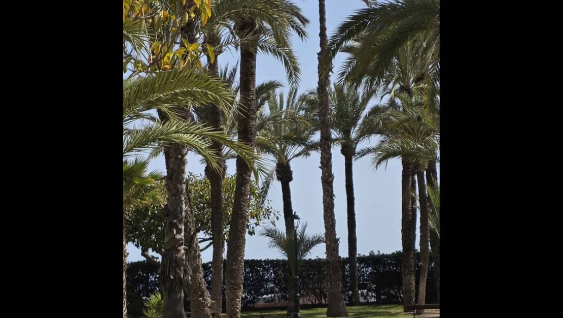 Venta - Apartment - Torrevieja - Playa de los Locos