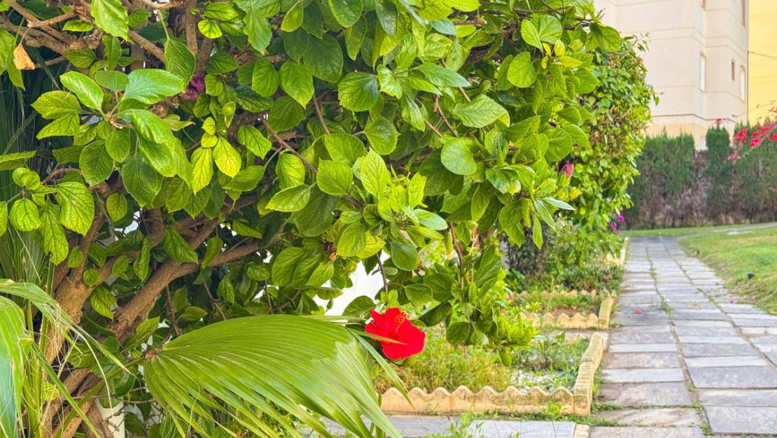 Venta - Apartment - Torrevieja - Torrevieja Centro