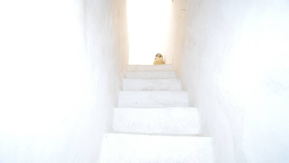 Venta - Cave house - Jumilla - La Zarza