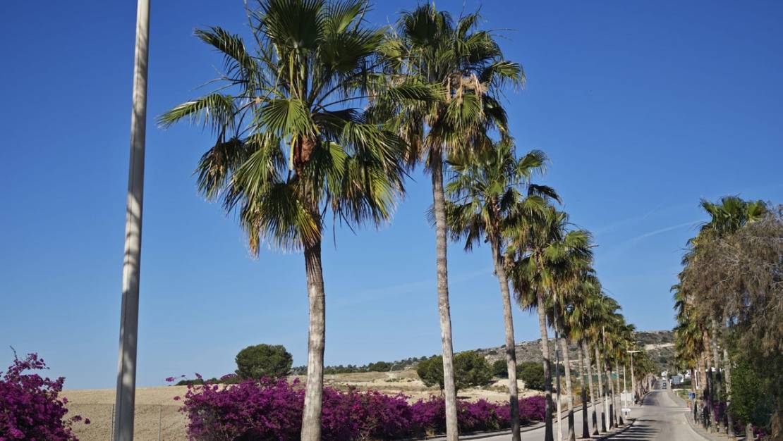 Venta - Chalet - Algorfa - Algorfa Centro