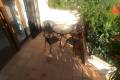Venta - Chalet - Algorfa - La finca golf