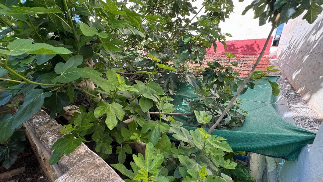 Venta - Chalet - Benejúzar - Benejuzar Centro