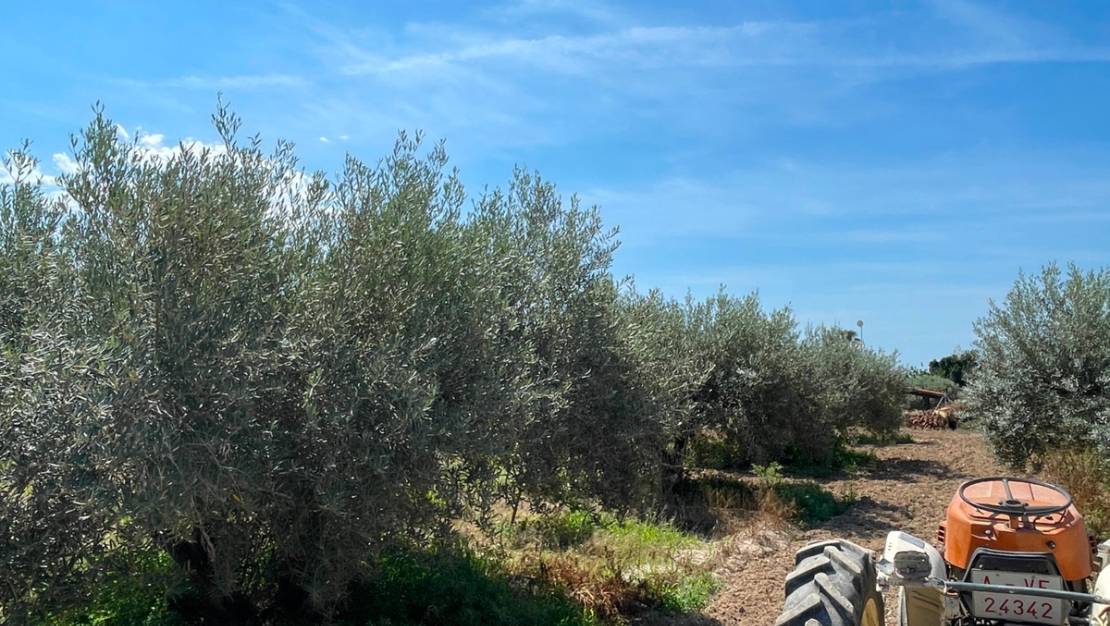 Venta - Chalet - Crevillente - Crevillent - Crevillente - Crevillent Centro