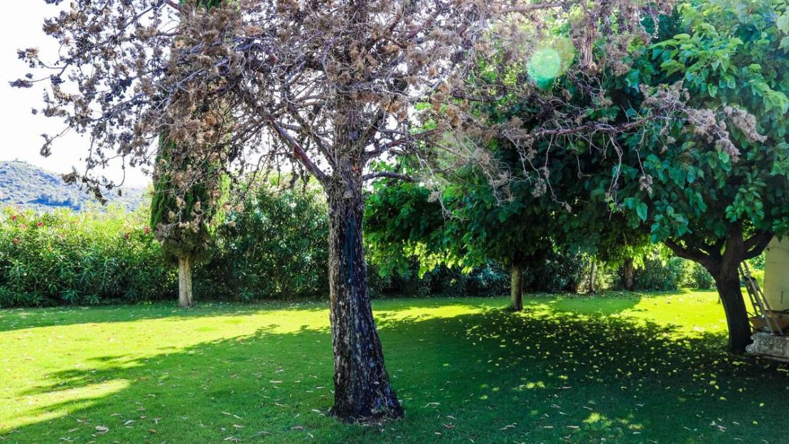 Venta - Chalet - Denia - Jesus Pobre