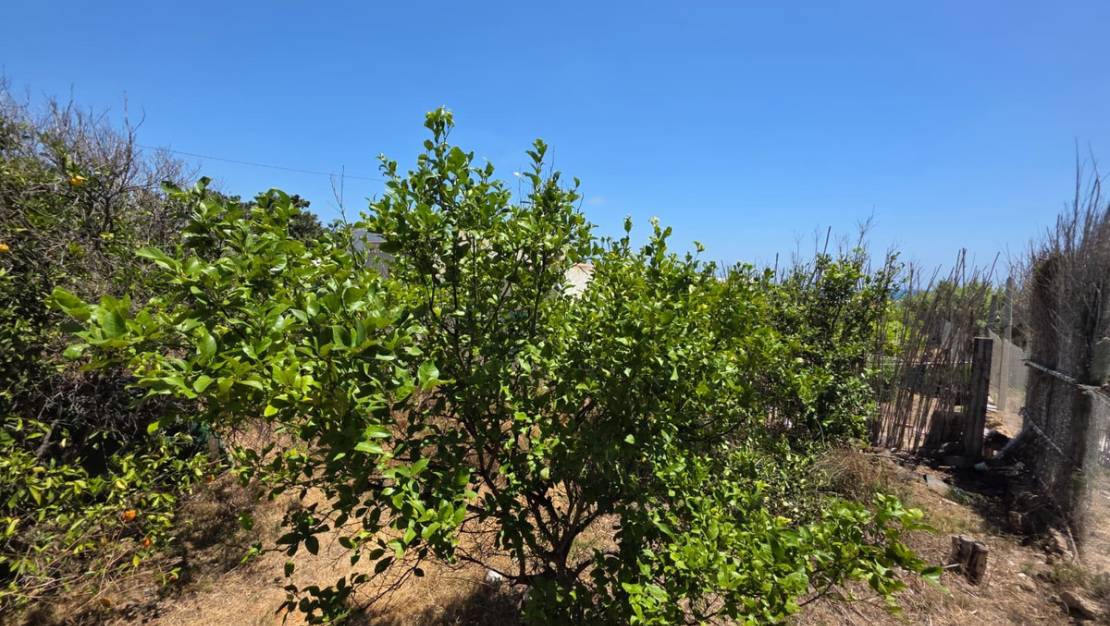 Venta - Chalet - Guardamar del Segura - Guardamar del Segura Centro