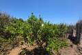 Venta - Chalet - Guardamar del Segura - Guardamar del Segura Centro