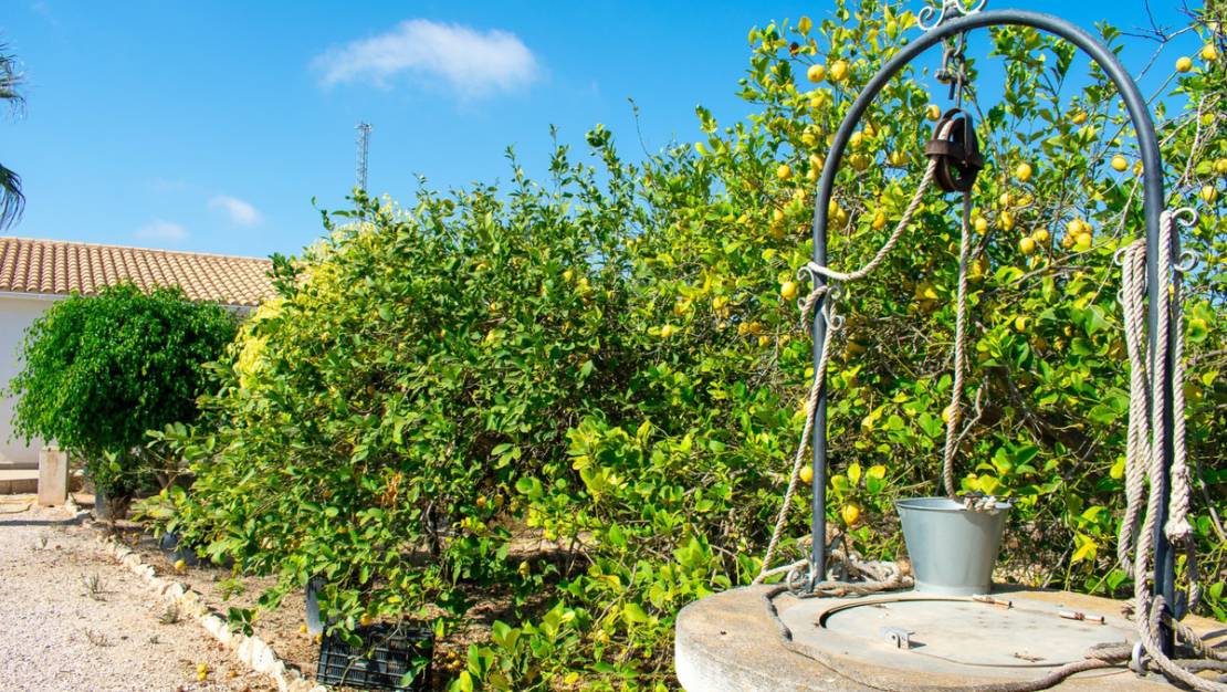 Venta - Chalet - Guardamar del Segura - Urbanización El Raso