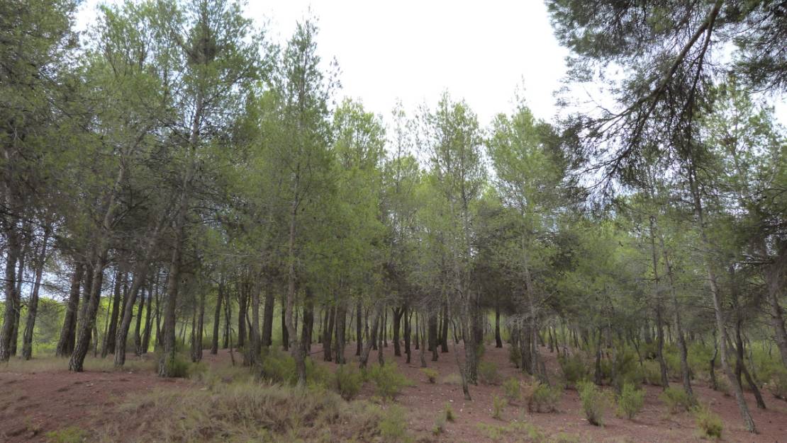 Venta - Chalet - Ibi - Ibi Centro