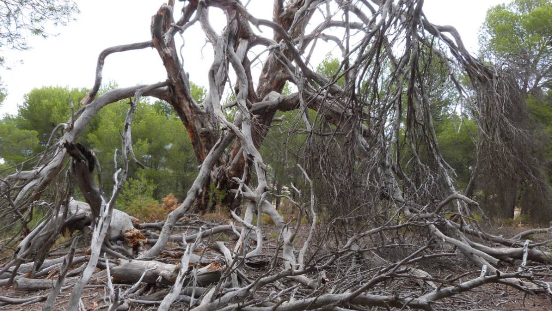 Venta - Chalet - Ibi - Ibi Centro