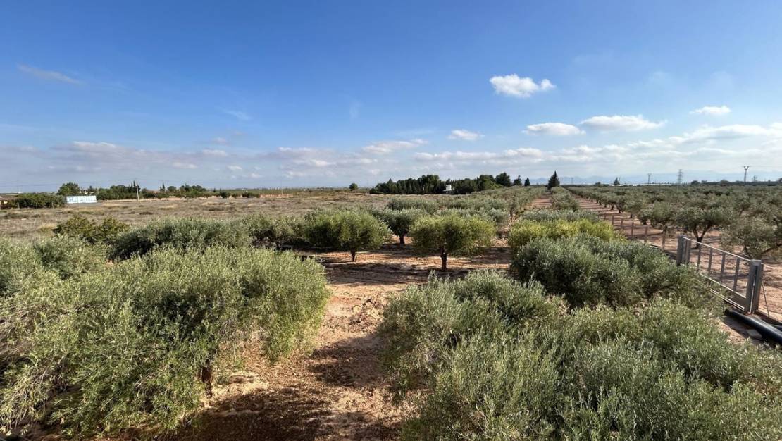 Venta - Chalet - Murcia - Fuente Álamo de Murcia