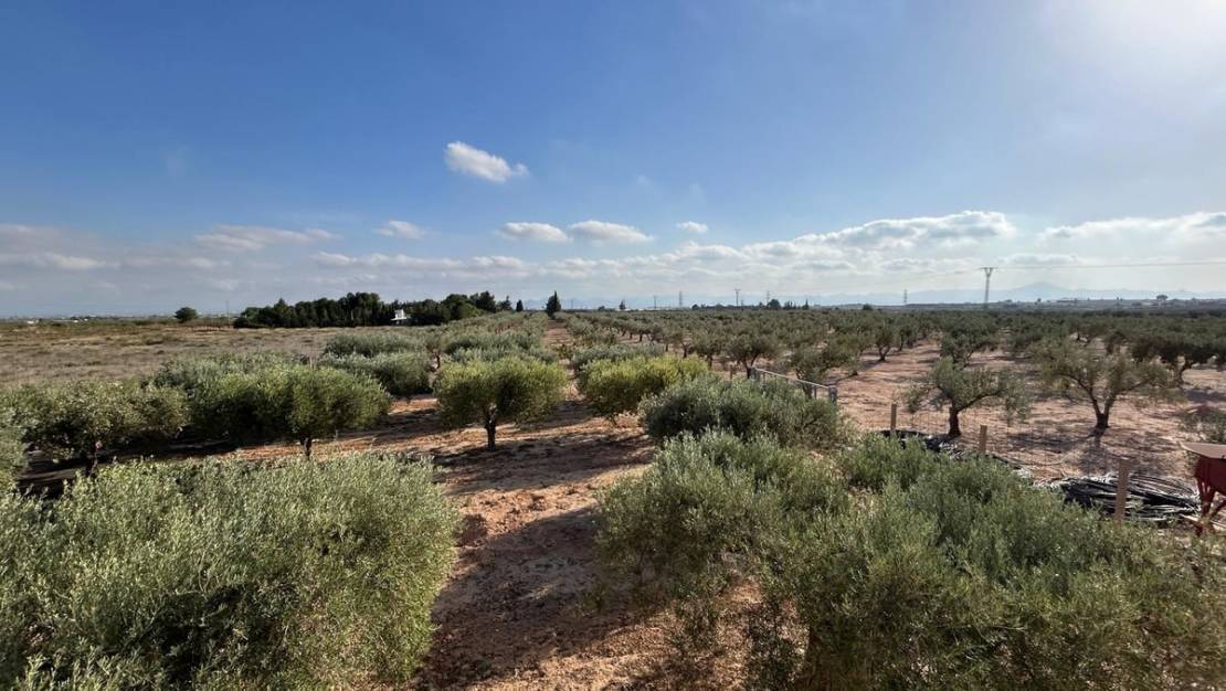 Venta - Chalet - Murcia - Fuente Álamo de Murcia