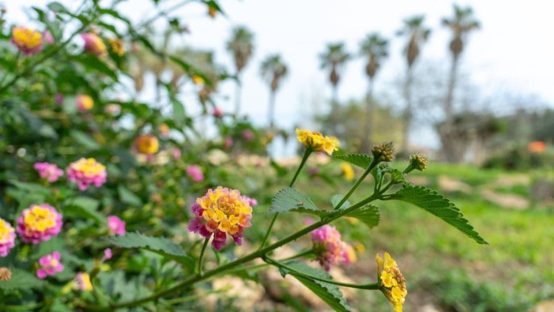 Venta - Chalet - Orihuela - Los Altos