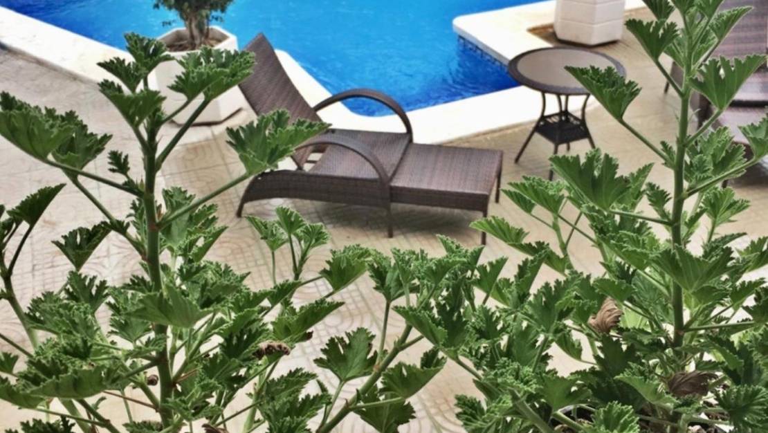 Venta - Chalet - Rojales - Ciudad Quesada