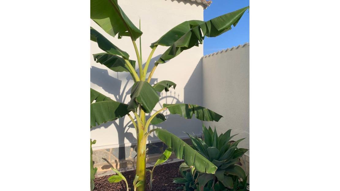 Venta - Chalet - Rojales - Ciudad Quesada