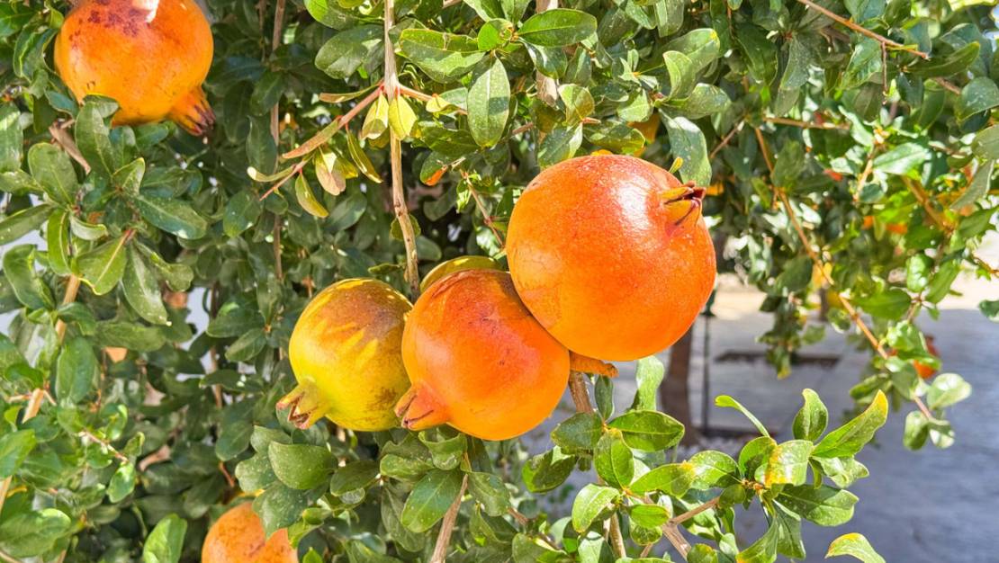 Venta - Chalet - San Fulgencio - San Fulgencio Centro