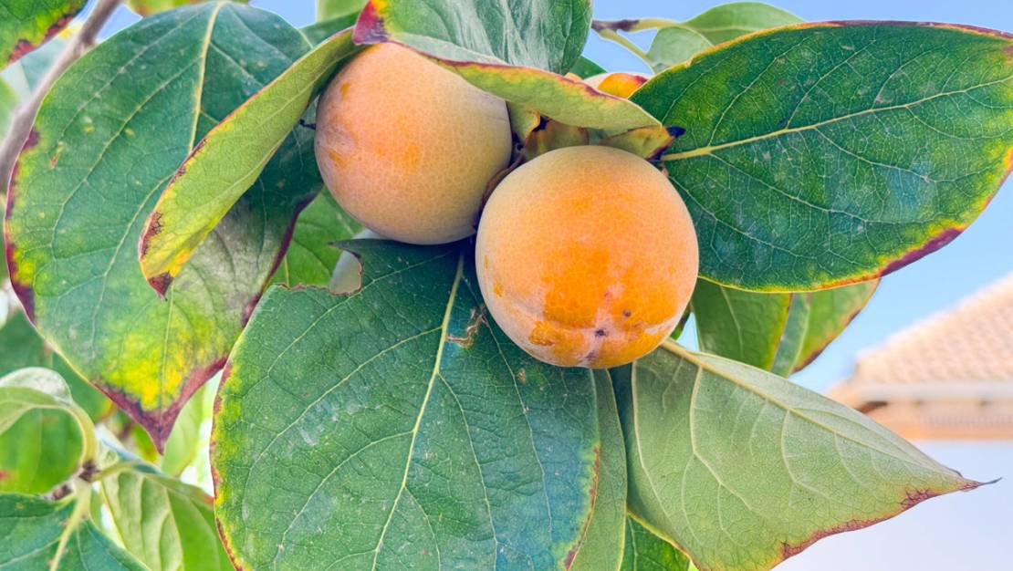 Venta - Chalet - San Fulgencio - San Fulgencio Centro