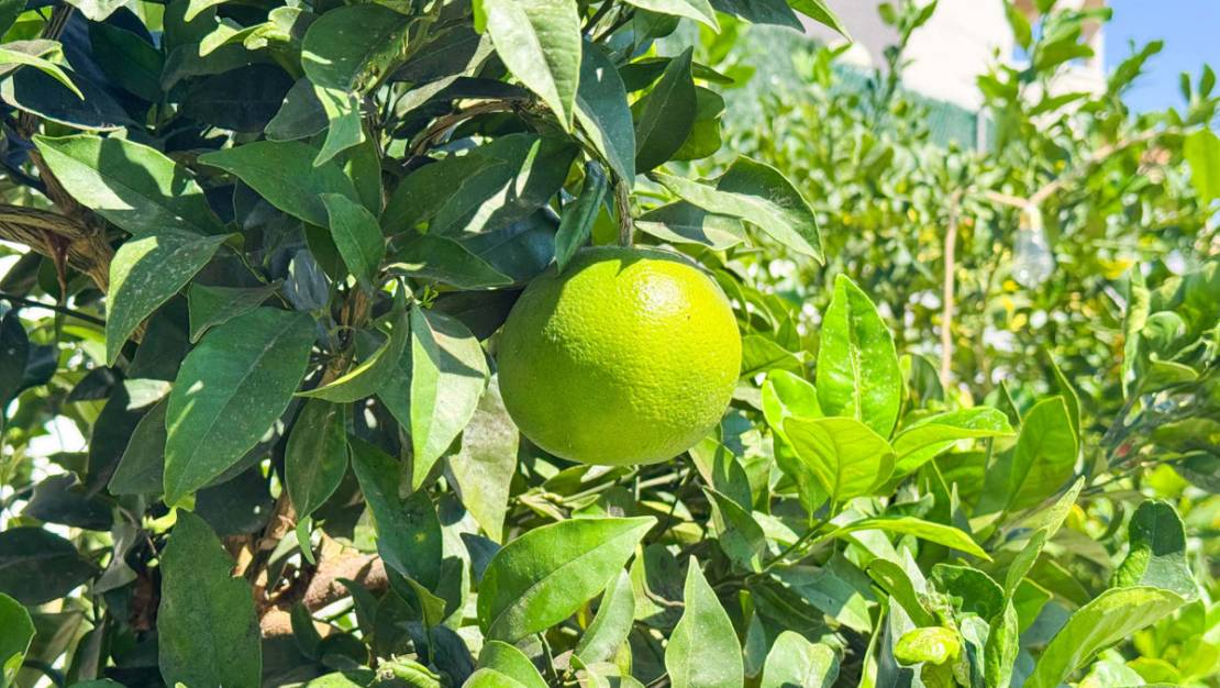 Venta - Chalet - San Fulgencio - San Fulgencio Centro