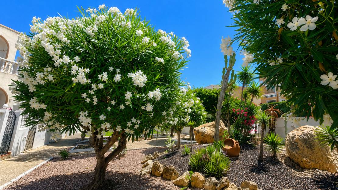 Venta - Chalet - Torrevieja - La Mata