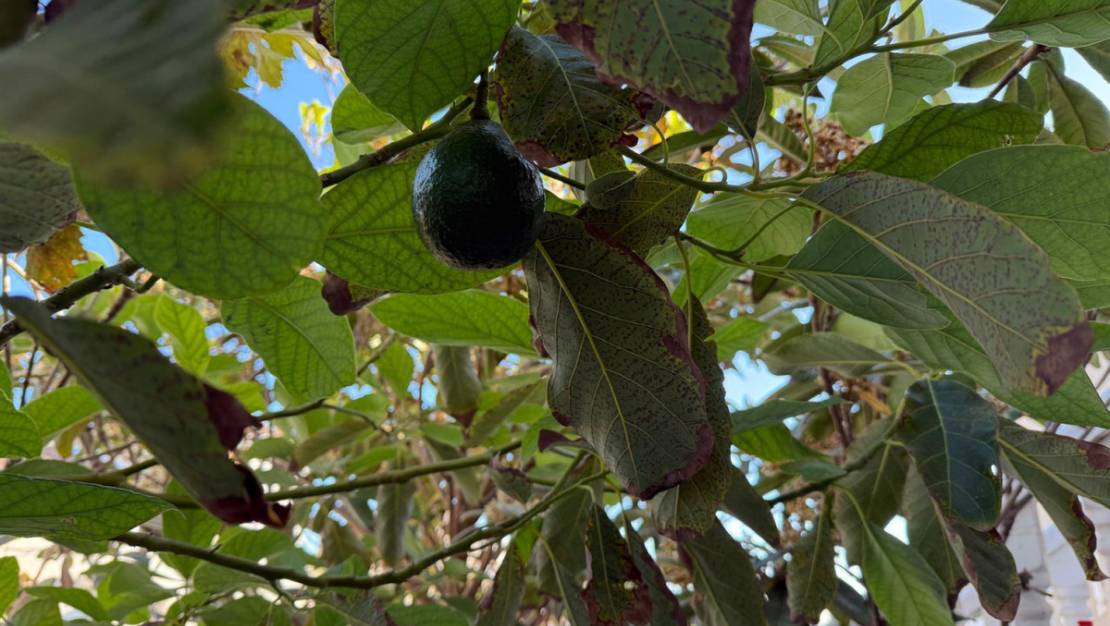 Venta - Chalet - Torrevieja - Torrevieja Centro