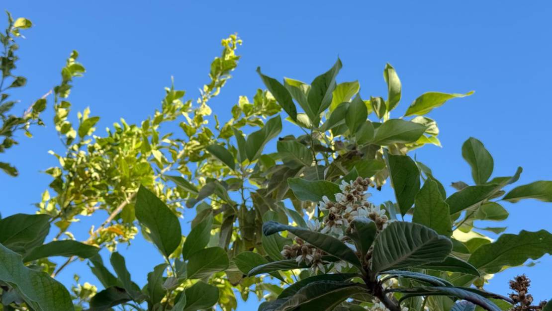 Venta - Chalet - Torrevieja - Torrevieja Centro