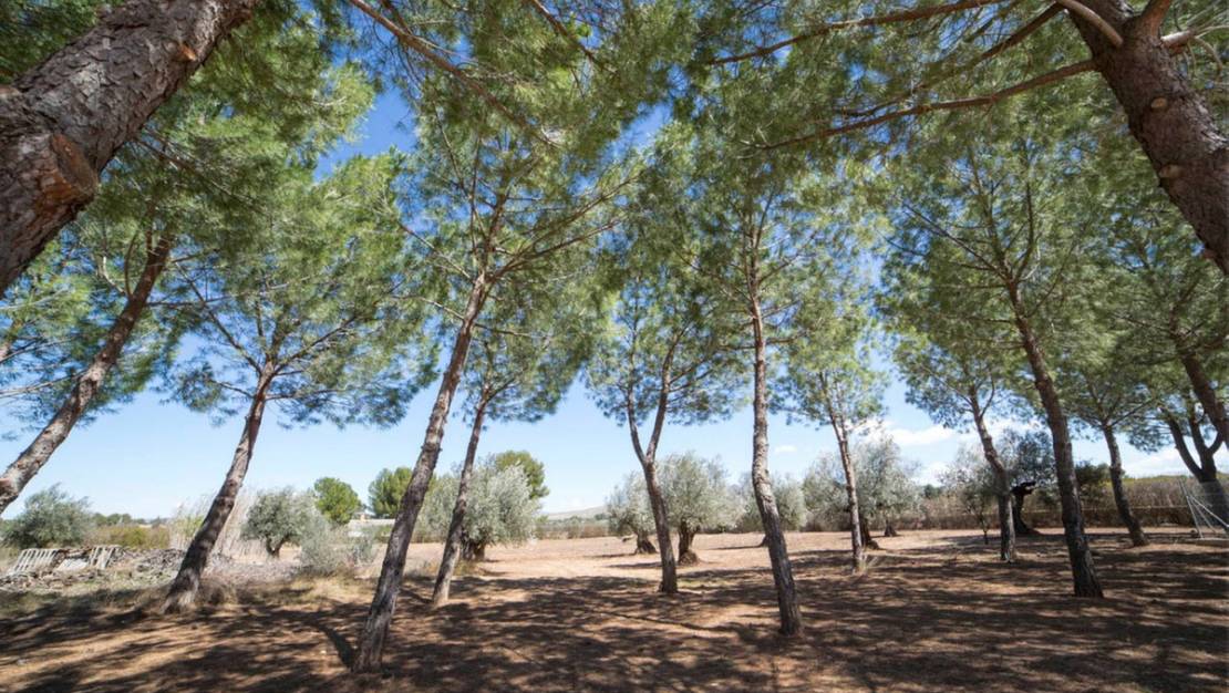 Venta - Chalet - Yecla - Yecla Centro