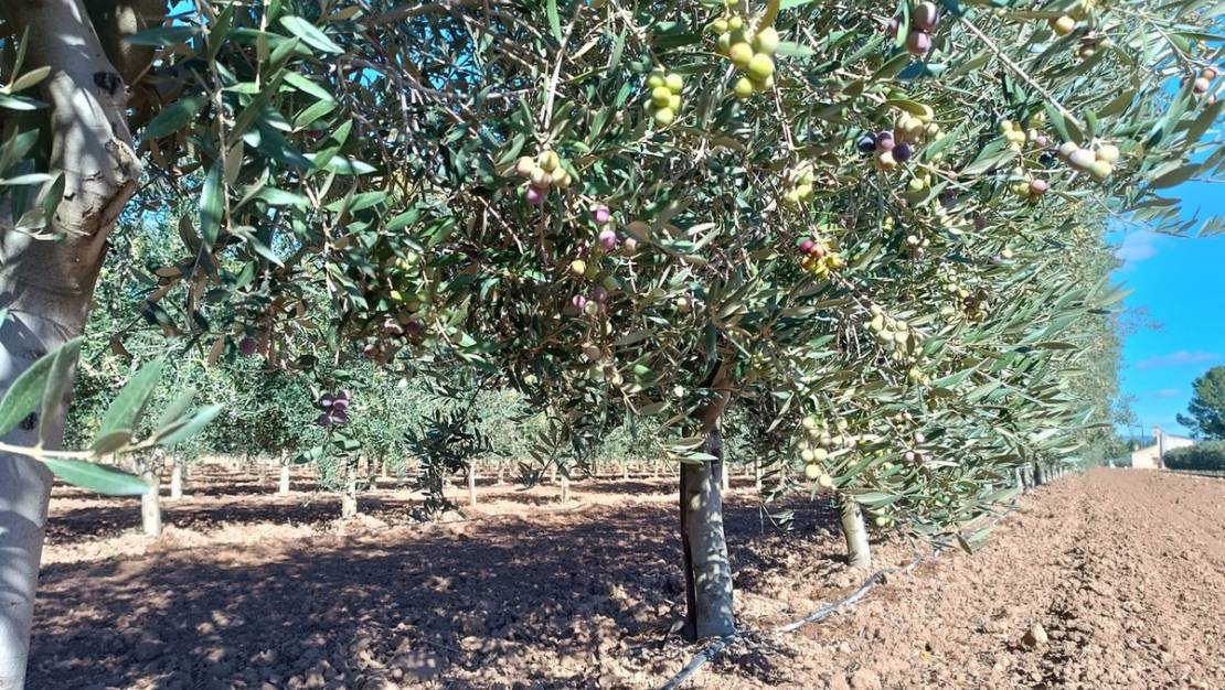 Venta - Chalet - Yecla - Yecla Centro