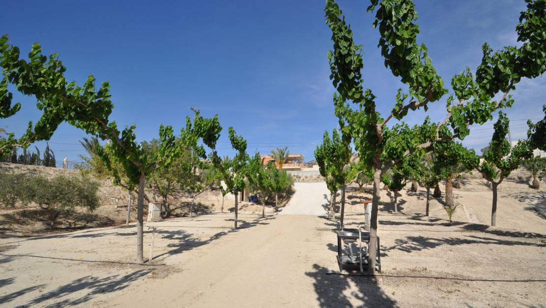 Venta - Commercial property - Abanilla - Abanilla Centro