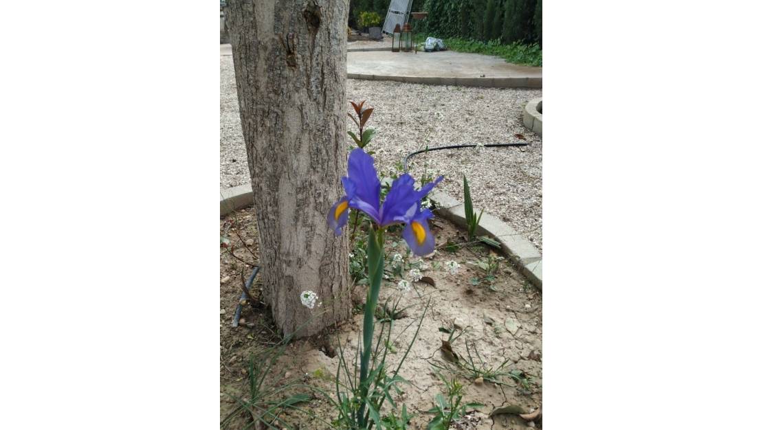 Venta - Country House - Crevillente - Crevillent - Crevillente - Crevillent Centro