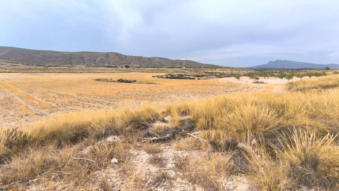 Venta - Country House - Jumilla - Jumilla Centro