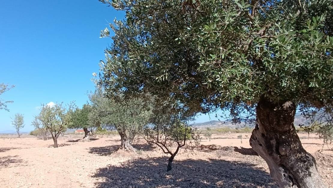 Venta - Country House - Jumilla - Jumilla Centro