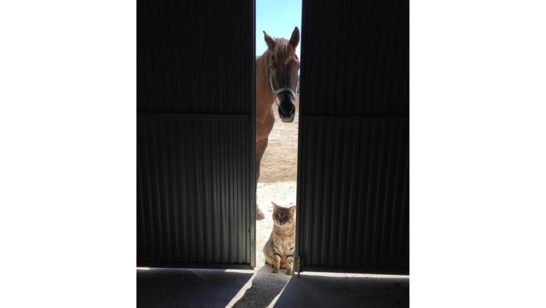 Venta - Country House - Jumilla - Torre Del Rico