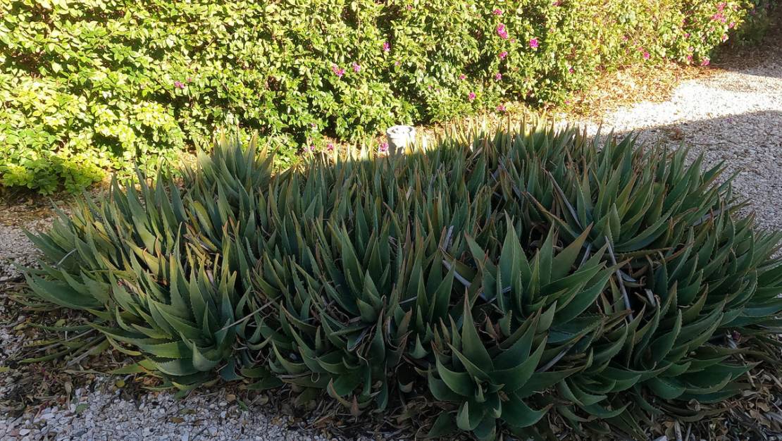 Venta - Country House - Orihuela - Orihuela Centro