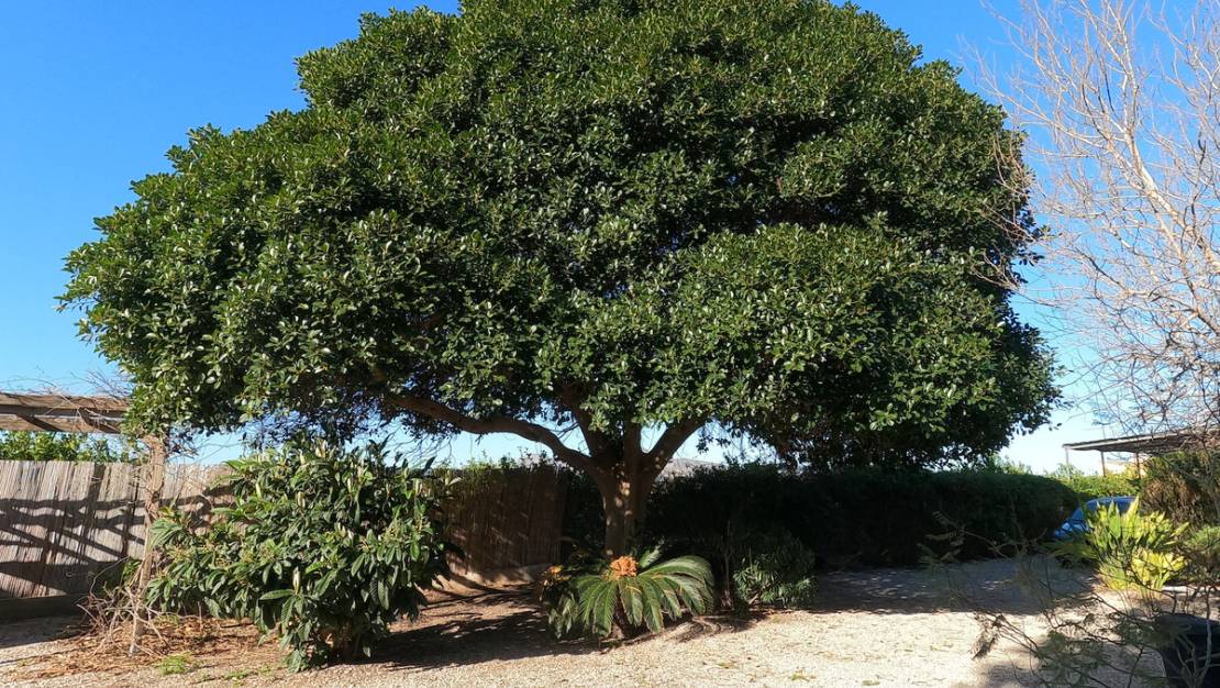 Venta - Country House - Orihuela - Orihuela Centro