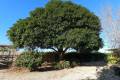 Venta - Country House - Orihuela - Orihuela Centro