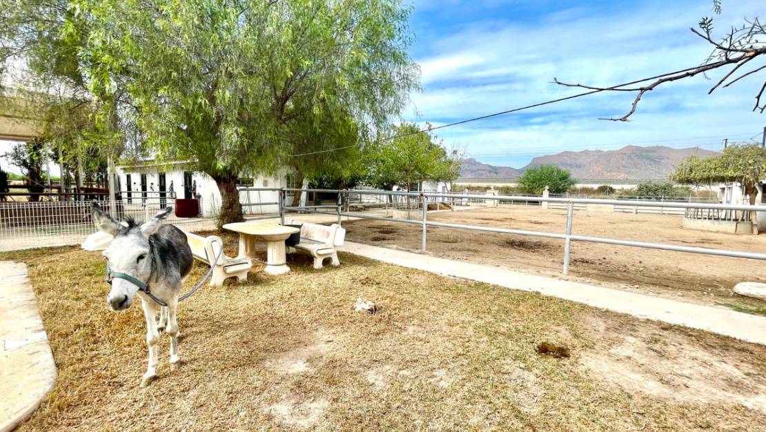 Venta - Country House - Orihuela - Orihuela Centro