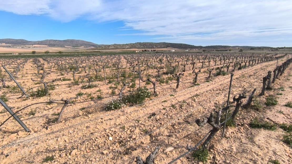 Venta - Country House - Yecla - Yecla Centro