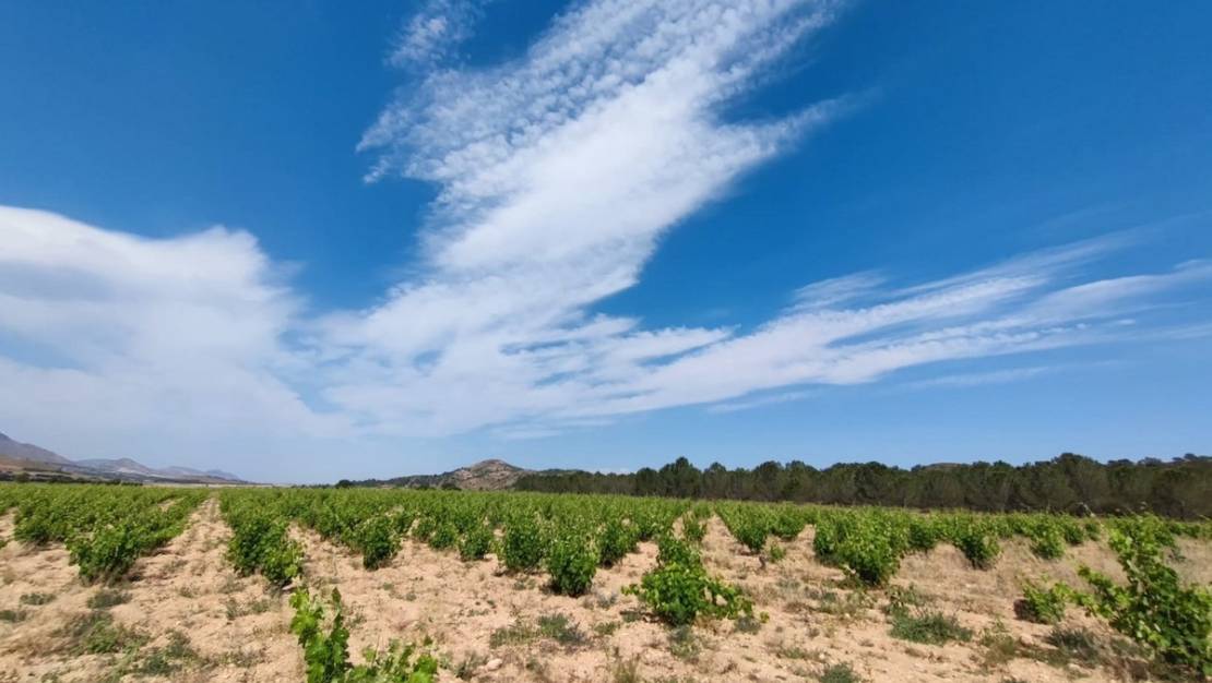 Venta - Country House - Yecla - Yecla Centro