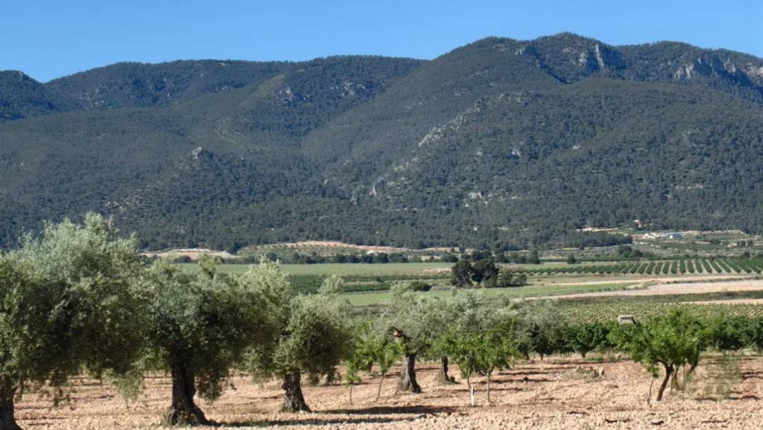 Venta - Country House - Yecla - Yecla Centro