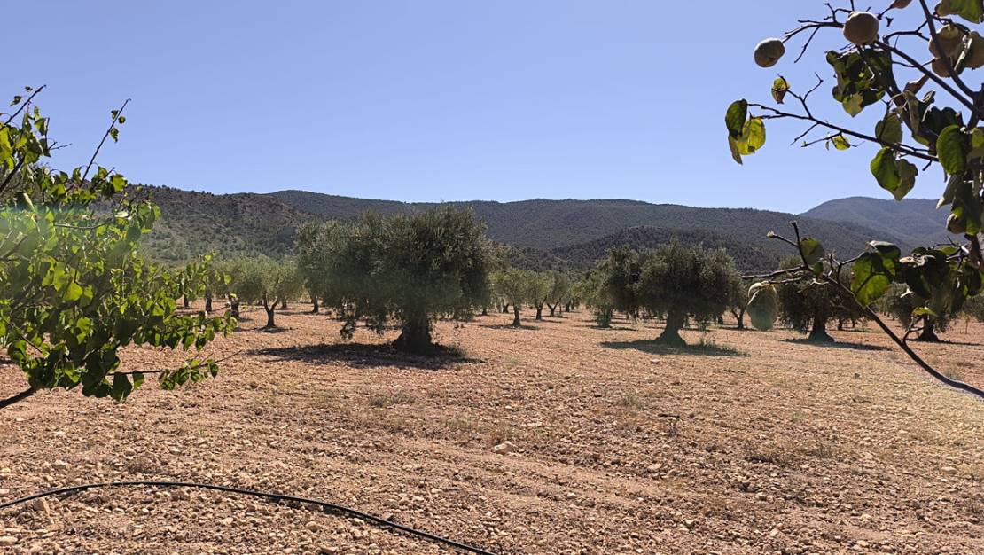 Venta - Country House - Yecla - Yecla Centro