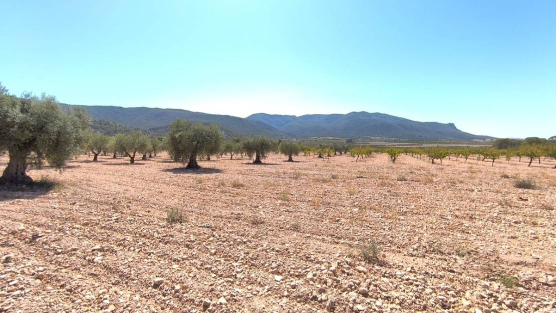 Venta - Country House - Yecla - Yecla Centro