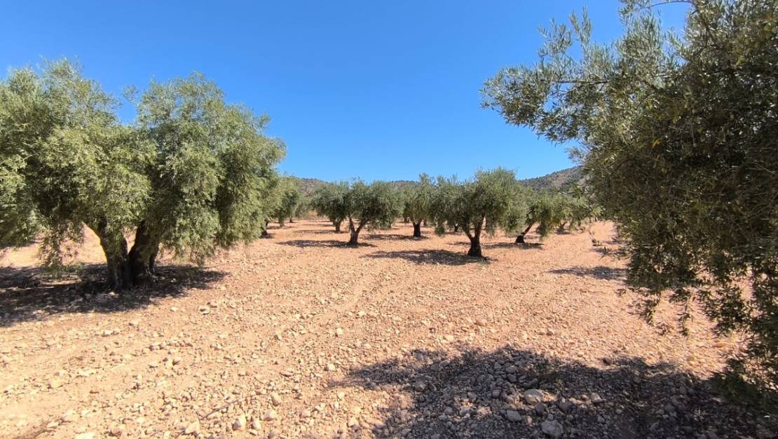 Venta - Country House - Yecla - Yecla Centro