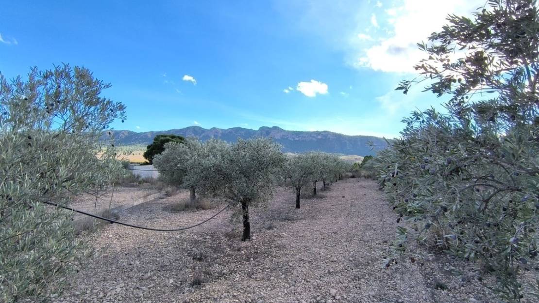 Venta - Country House - Yecla - Yecla Centro