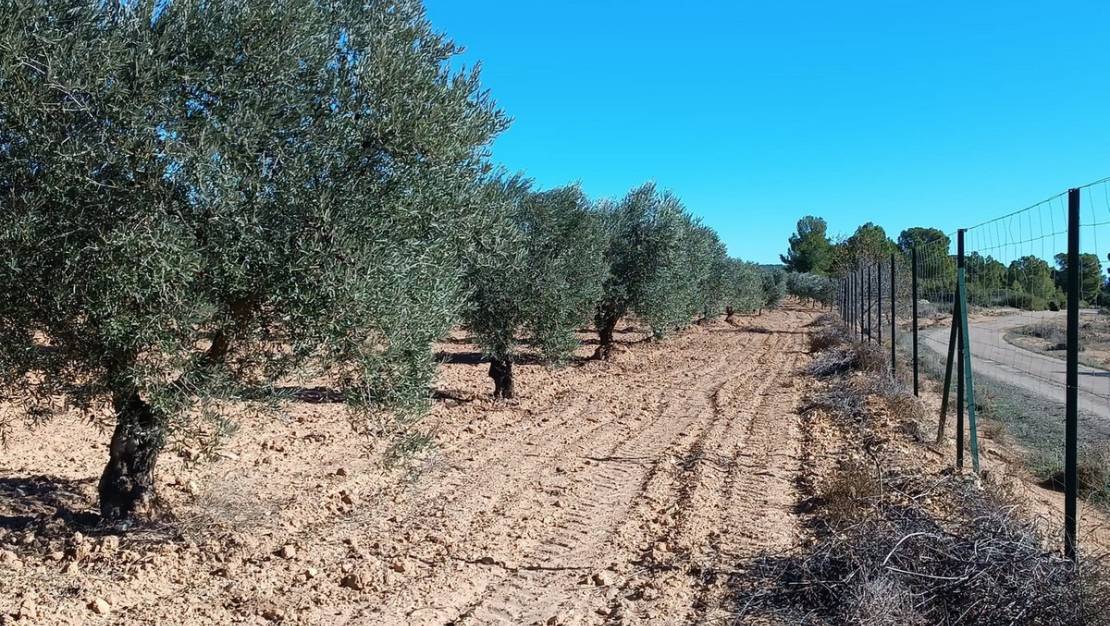 Venta - Country House - Yecla - Yecla Centro