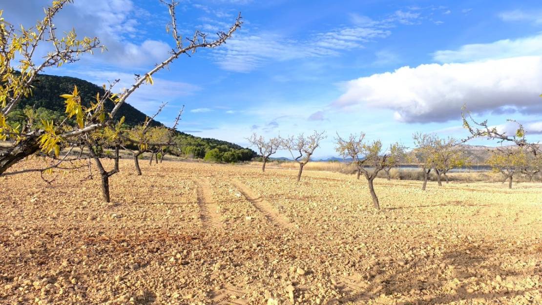 Venta - Country House - Yecla - Yecla Centro