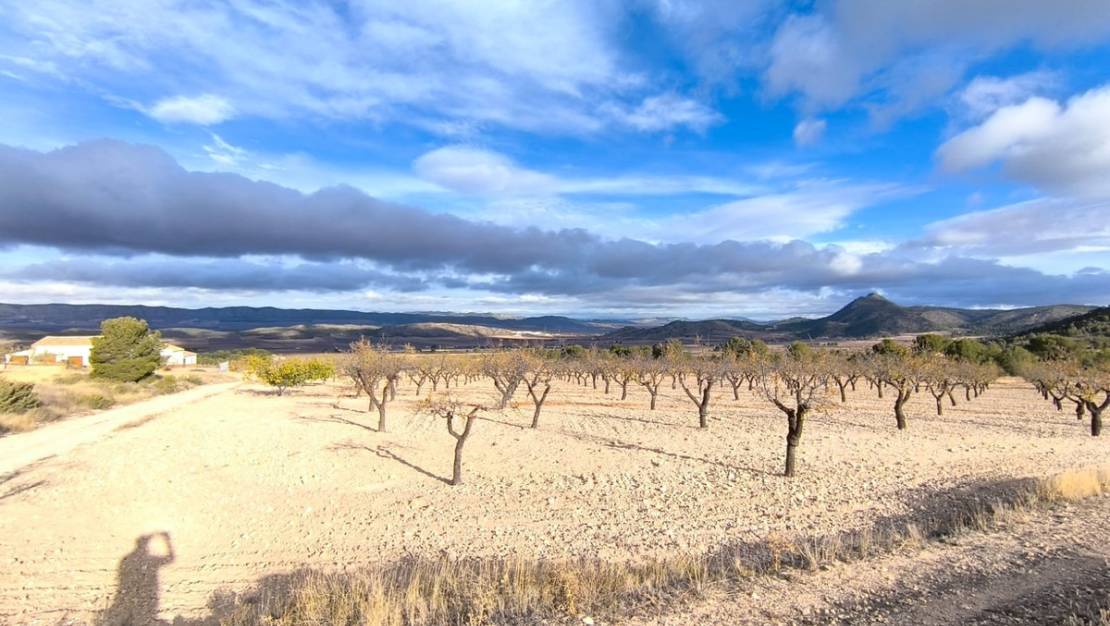 Venta - Country House - Yecla - Yecla Centro