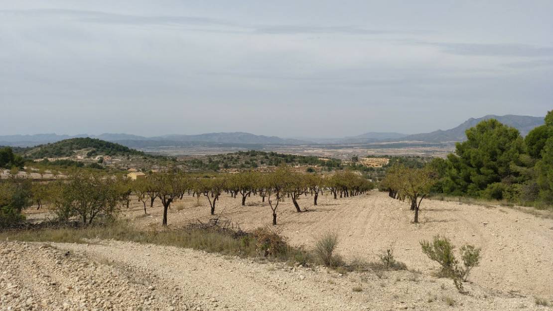 Venta - Land - Abanilla - Abanilla Centro